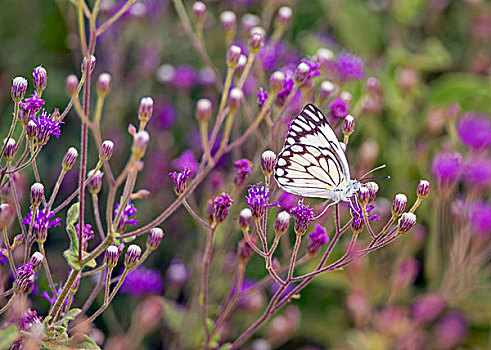 肯尼亚,西察沃国家公园,白色,蝴蝶,紫花
