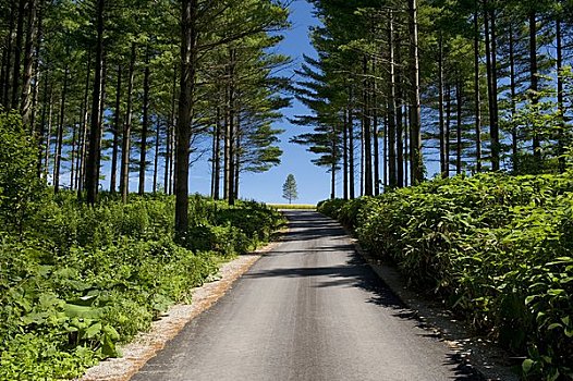 道路,树