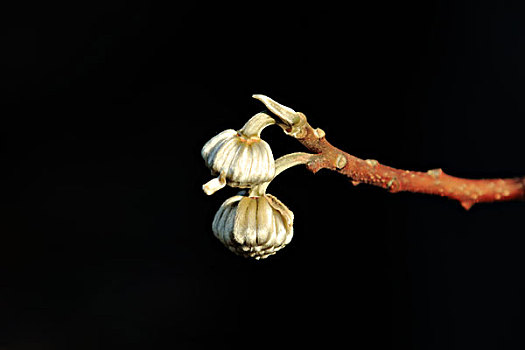 结香花,花蕾,枝条