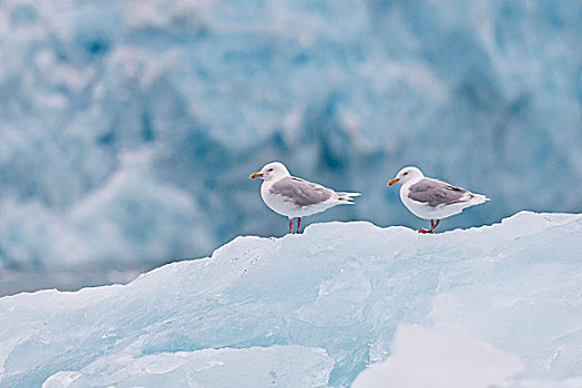 海鸥,站立,冰山,斯匹次卑尔根岛,斯瓦尔巴特群岛,岛屿,挪威,欧洲