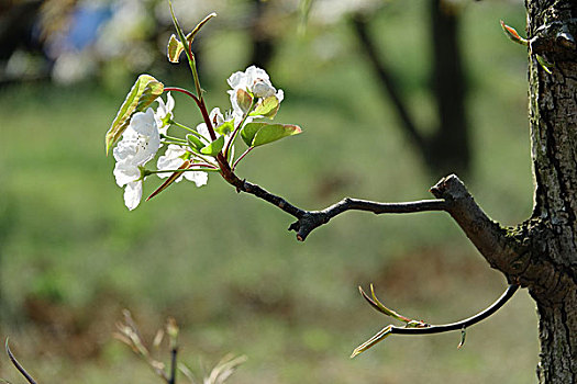 春天,桃花,油菜花