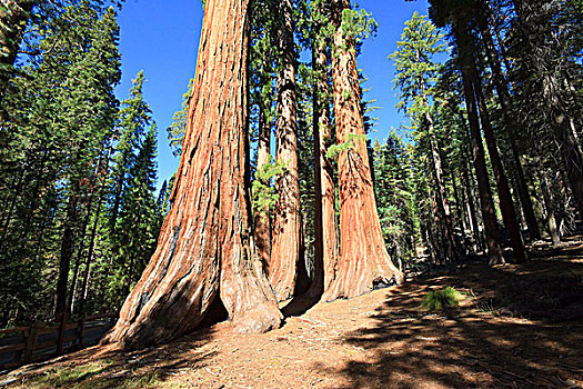美洲杉,优胜美地国家公园,西部,加利福尼亚,美国,北美