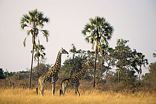 津巴布韦,万基国家公园,长颈鹿