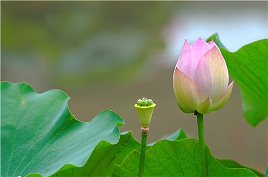 荷花,芽,种球