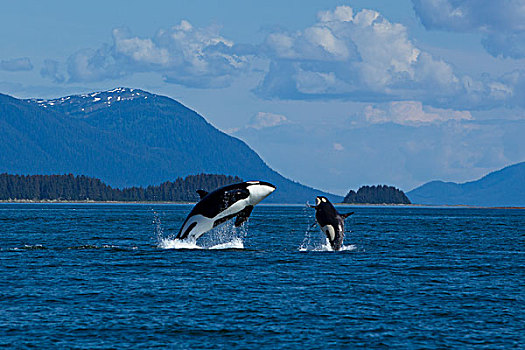 逆戟鲸,鲸,鲸跃,运河,靠近,东南阿拉斯加,夏天