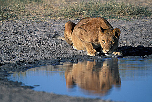 博茨瓦纳,乔贝国家公园,雌狮,狮子,饮料,水潭,萨维提,湿地,日出