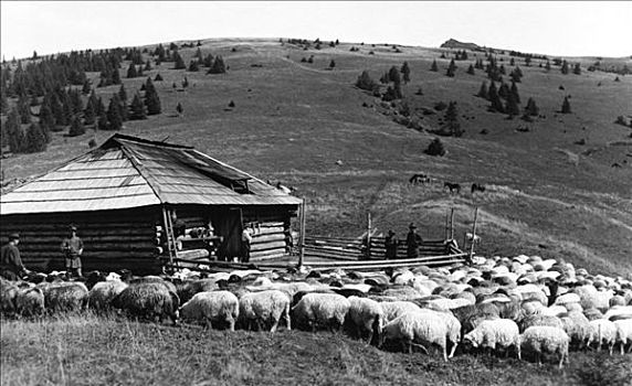 绵羊,农事,摩尔达维亚,东北方,罗马尼亚