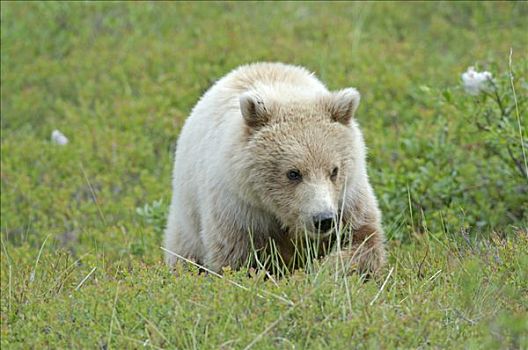 棕熊,苔原,德纳里峰国家公园,阿拉斯加,美国