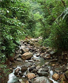 丛林,河流