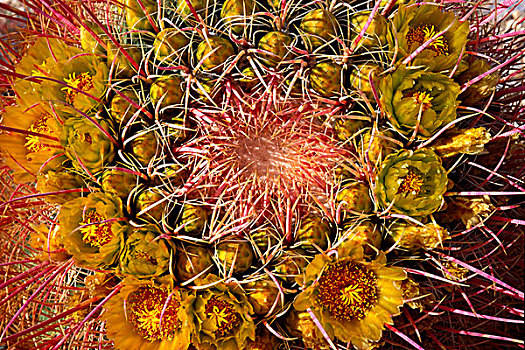 特写,圆桶掌,开花,安萨玻里哥沙漠州立公园,加利福尼亚