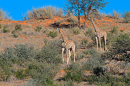 长颈鹿,两个,幼兽,红色,沙丘,卡拉哈迪,国家公园,北开普,南非,非洲