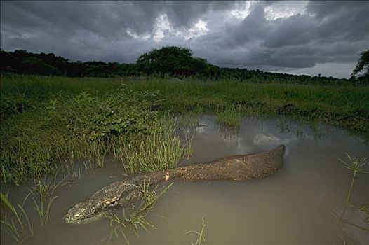 科摩多巨蜥,科摩多龙,科莫多国家公园,印度尼西亚