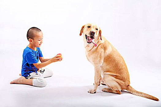 狗,拉布拉多,导盲犬,动物,表演,温顺,忠诚,游戏,男孩,伙伴,孩子,0