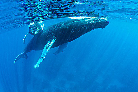 驼背鲸,大翅鲸属,鲸鱼,海洋,特克斯和凯科斯群岛