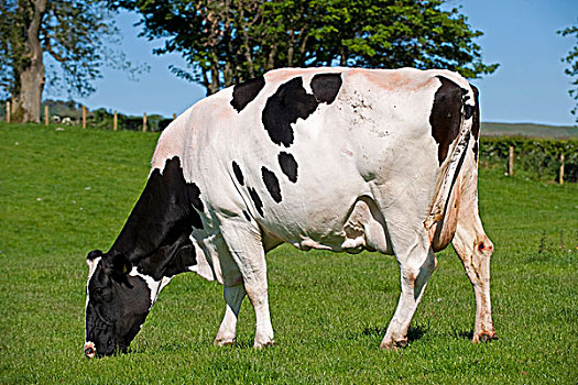 家牛,黑白花牛,弗里斯兰奶牛,母牛,放牧,草,草场,坎布里亚,英格兰,欧洲,夏天