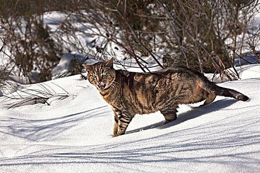 虎斑猫,雪地