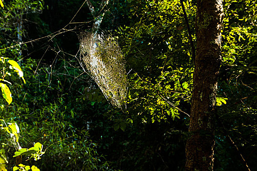 蜘蛛网,树林,逆光,北方,泰国,亚洲