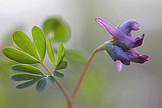 紫堇属,花