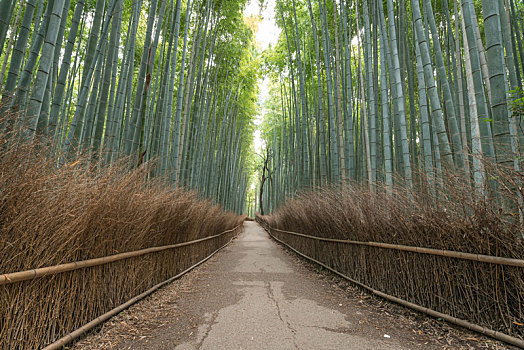 日本京都岚山竹林