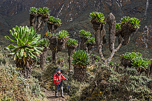 女人,远足,旁侧,巨大,鲁文佐里山,乌干达,非洲