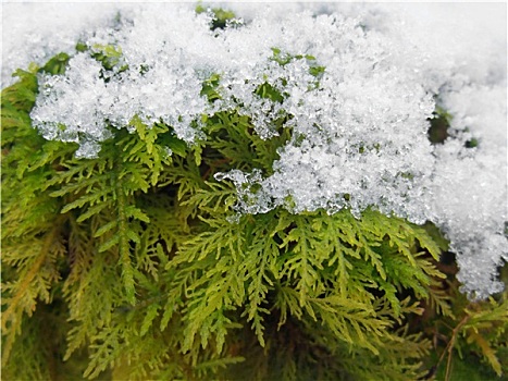 积雪,苔藓