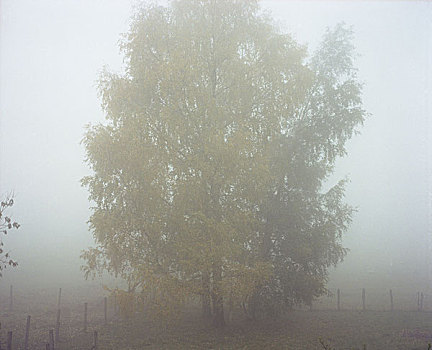 高,树,松树,绿色,黄色,叶子,一个,小,栅栏,雾,迟,秋天,早,冬天,早晨