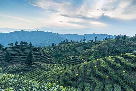 四川宜宾屏山蜿蜒茶山自然风光