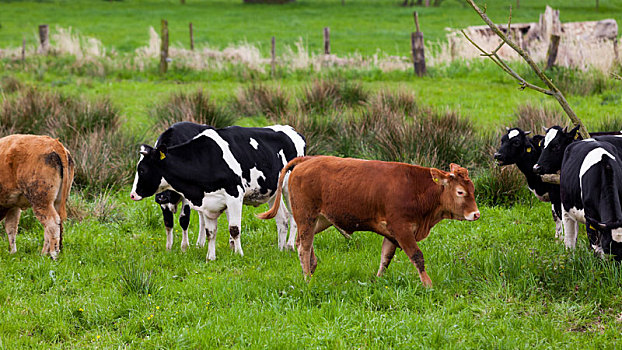 奶牛,母牛,放牧,绿色,草地