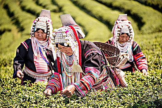 阿卡族,山,部落,女人,挑选,茶,北方,泰国,亚洲