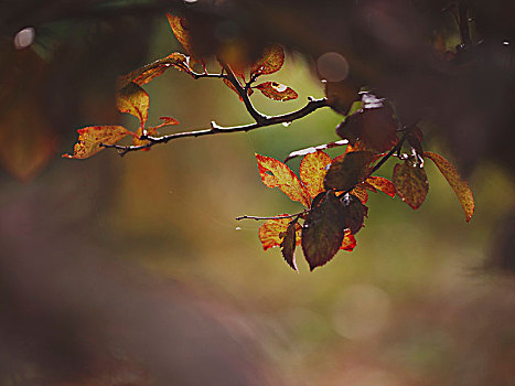 秋天,彩色,叶子,树