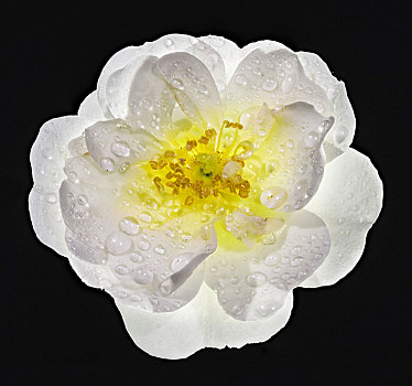白色蔷薇,花,露珠,下奥地利州,奥地利,欧洲