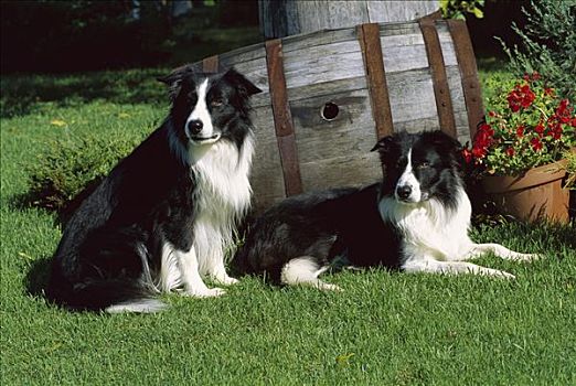 博德牧羊犬,狗,两个,黑白,成年,休息,草地