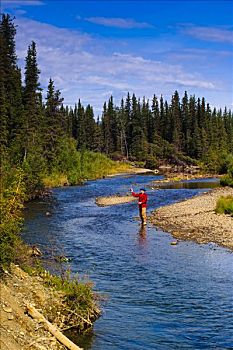 男人,飞钓,茴鱼,溪流,兰格尔圣伊莱亚斯,国家公园,阿拉斯加,夏天