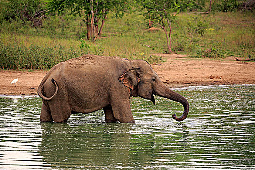 斯里兰卡人,象属,成年,雄性,水,喝,国家公园,斯里兰卡,亚洲