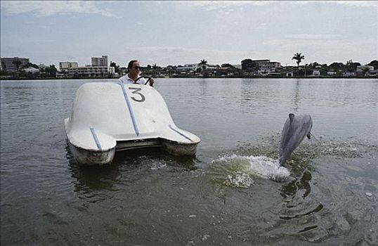 河,海豚,靠近,桨轮船,小,湖,巴西
