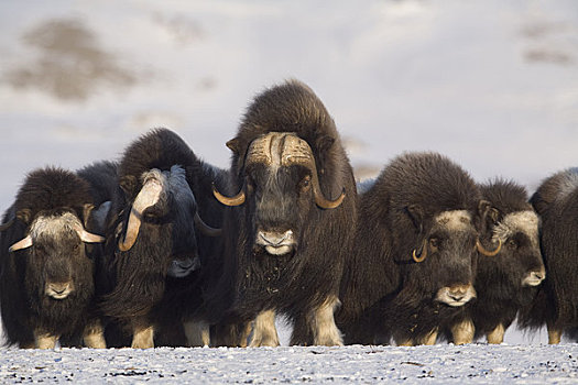 成熟,幼兽,麝香牛,公牛,母牛,防御,排列,冬天,半岛,靠近,北极,阿拉斯加