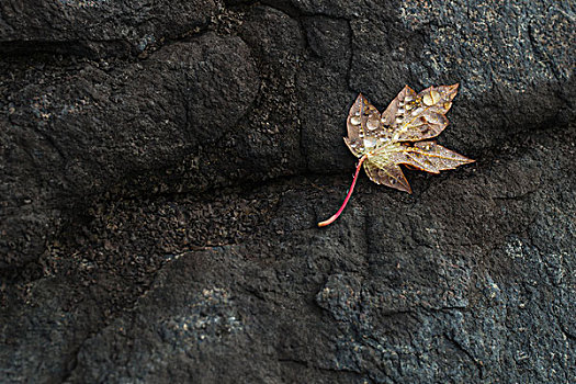 褐色,叶子,黑色,石头,安大略省,加拿大
