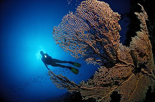 潜水者,柳珊瑚,埃及,红海