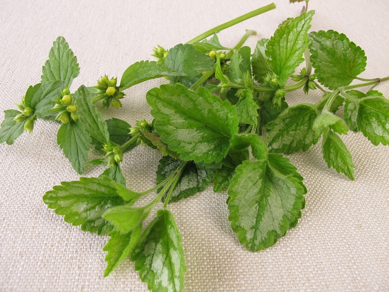 野生药草_花束_高清图片_全景视觉