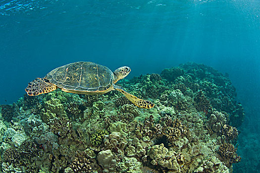 绿海龟,龟类,海龟,靠近,南,毛伊岛,夏威夷,美国