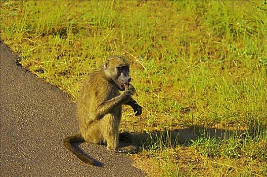 狒狒,吃,路边,克鲁格国家公园,普玛兰加省,南非
