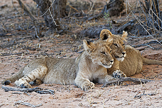 非洲狮,狮子,两个,幼兽,躺着,沙子,卡拉哈迪大羚羊国家公园,北开普,南非,非洲