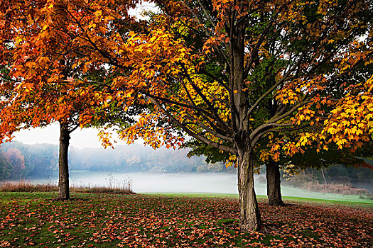 树,边缘,高尔夫球场,光泽,彩色,秋天,公园,角,威斯康辛,美国