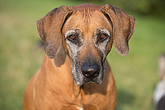 狗,罗德西亚背脊犬,雌性,9岁,头像,德国,欧洲