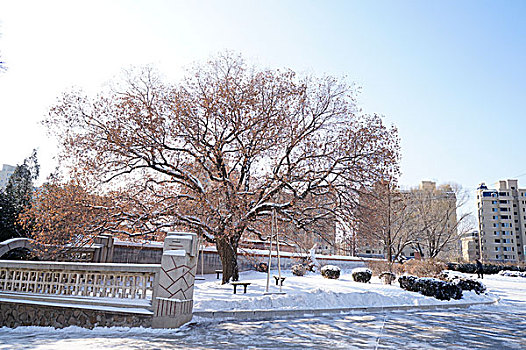 雪景,庙宇,雪,除雪