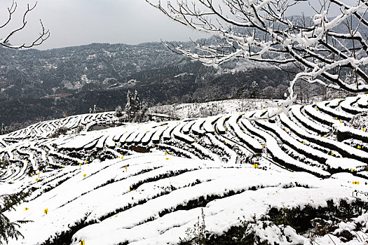 茶山风光