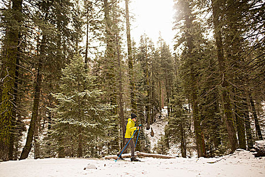 男青年,北欧滑雪,树林,雪,红杉国家公园,加利福尼亚,美国