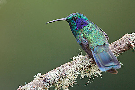绿紫耳蜂鸟,栖息,枝条,哥斯达黎加