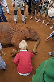 肯尼亚,内罗毕,男孩,宠物,一个,孤儿动物,大象,动物收容院