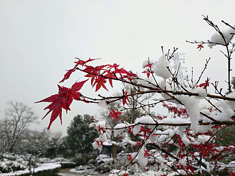 傲雪枫叶